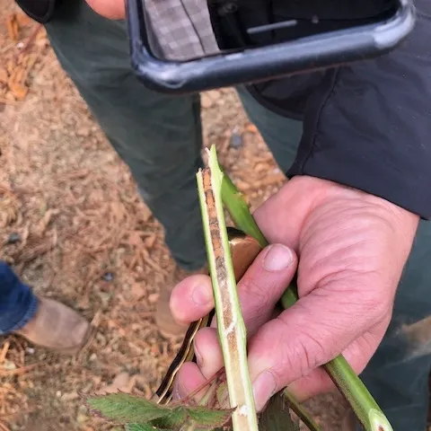 Several Pemphredon pupae nestled with a blackberry cane. Note that the excavation begins at the point of pruning.
