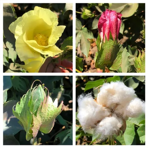 Cotton flowers and boll