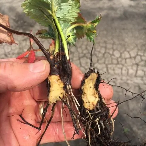 Photo 2: Crown split open on affected plant. No discoloration, also note how very little the roots have grown over the three months or so since planting.