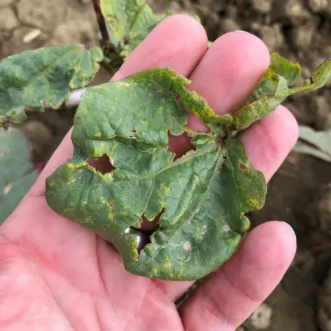 Hail Damage on Cotton