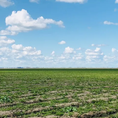 Weeds in a field following rain events
