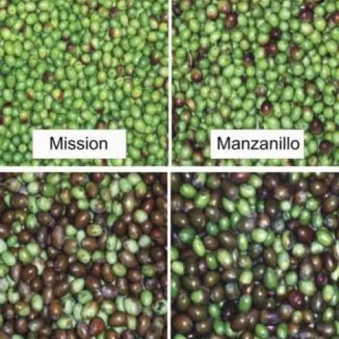 Are any of these growing near you? Thank you https://ucanr.edu/repository/view.cfm?article=9689%20&search=olive