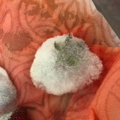 Mucor rot on strawberry. Note the fluffy appearance and wet sticky aspect of the sporangiophores. The paper towel used to be white, but has been completely stained with juice leaking out of the fruit.