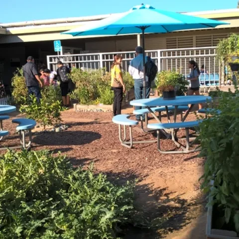 School garden at Arizona Middle