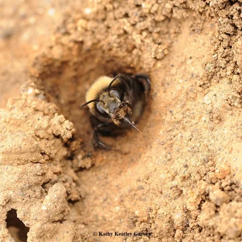 A digger bee, Anthophoroa bomboides, at Bodega Hay, Sonoma County. This is a solitary ground nesting bee, one of the species that collaborators Rachel Vannette, Bryan Danforth, Shawn Steffan, and Quinn McFrederick will study in their grant, "The Brood Cell Microbiome of Solitary Bees: Origin, Diversity, Function, and Vulnerability.” (Photo by Kathy Keatley Garvey)