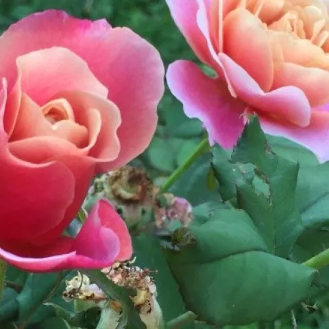 Distant Drum, heirloom rose. Photo: Phoebe Baker