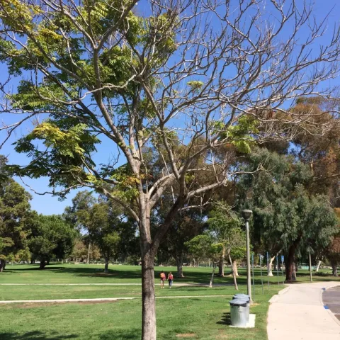 Branch die-back in a Chinese flame tree because of invasive shothole borer infestation. (Photo: Beatriz Nobua-Behrmann)