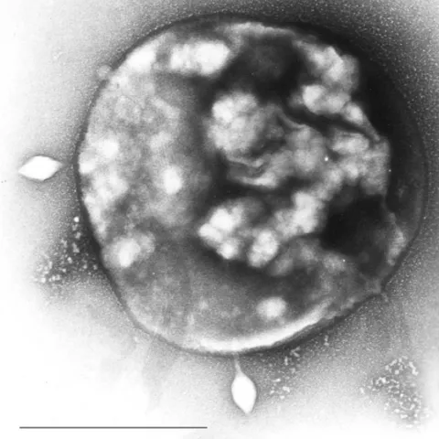 crenarchaota