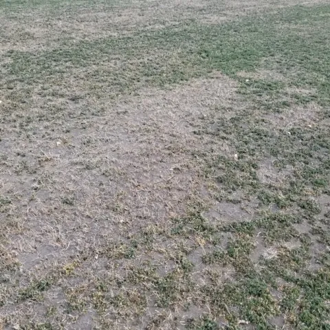 NevadaAphidDamage2020