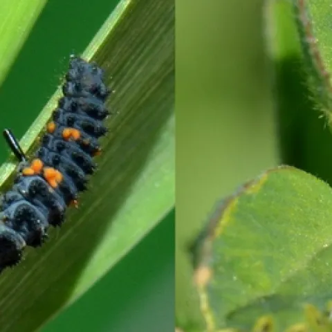 FIg. 1. Lady Beetle (Hippodamia convergense)