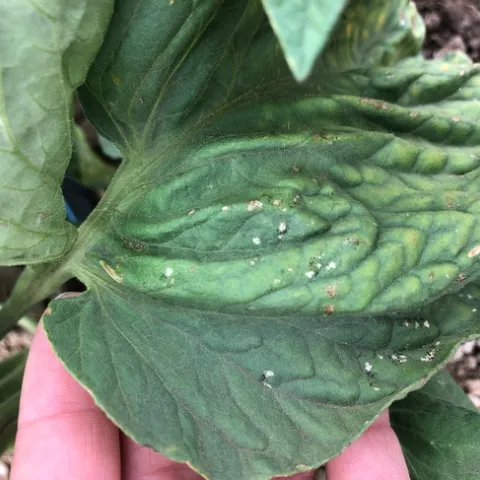 Thrips damage