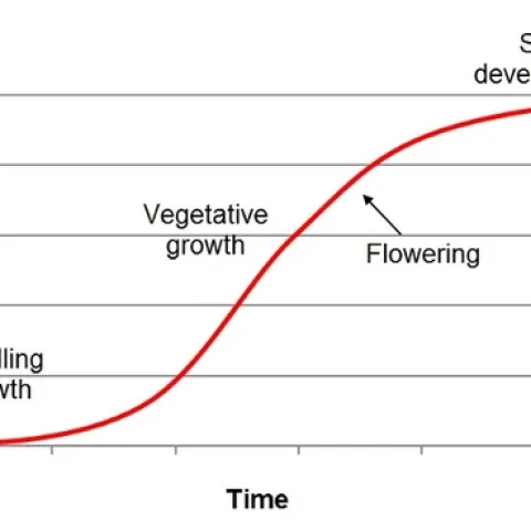 Crop N Uptake general