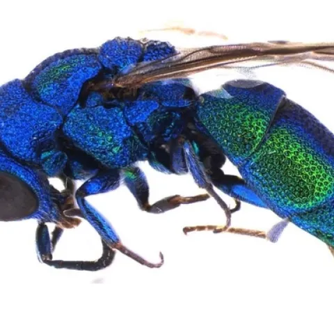 cuckoo wasps (3)