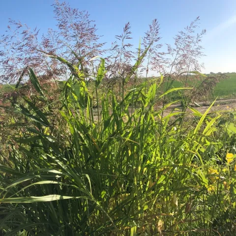 Image of johnsongrass, Sorghum halepense