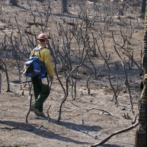 In some areas, the high-intensity Rim Fire burned all the vegetation. (Photo: USDA)