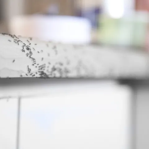 To help control ants inside, wipe them up, along with their chemical trails, with an all-purpose cleaner, and fill tiny gaps, cracks and holes with caulk to make their entry difficult.