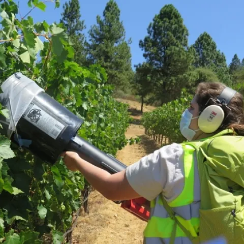a woman holding a D-vac in a grapevine canopy
