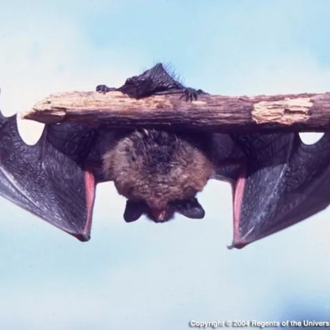 Bat hanging from a limb