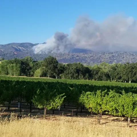 Grey smoke billowing on the horizon with vineyards in the front.
