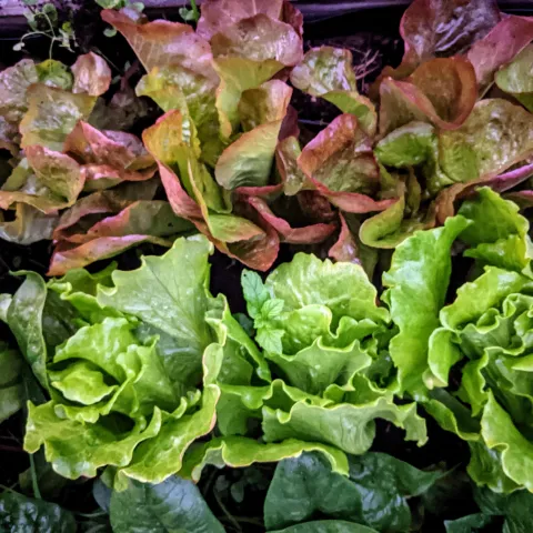 Lettuce by Donna Lee