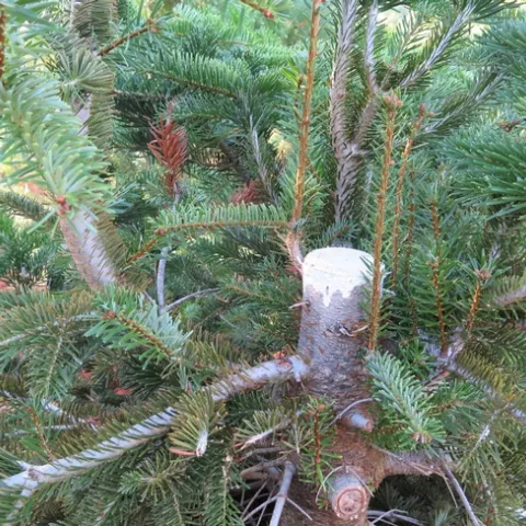 A stump cultured tree with sprouts regrowing.