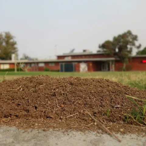 In California, RIFA mounds frequently resemble gopher mounds because they consist of a circular upwelling of loose soil.