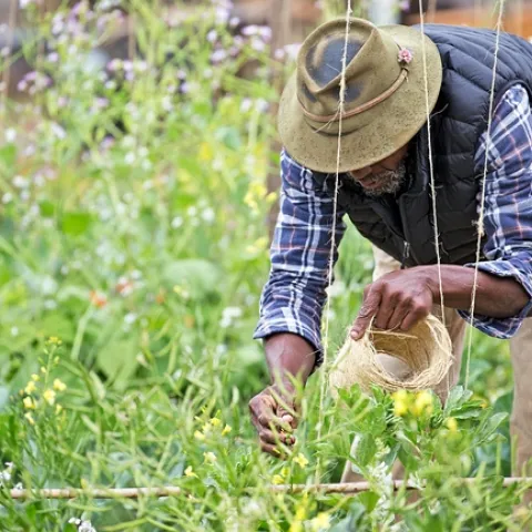 UC Master Gardeners encourage local residents to grow fruit and vegetables in their gardens.