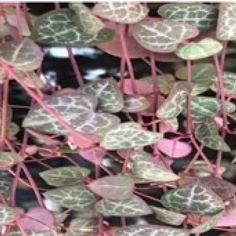 string of hearts