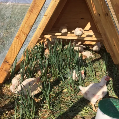 Chickens perch and graze inside the tractor on a UC Davis research plot.