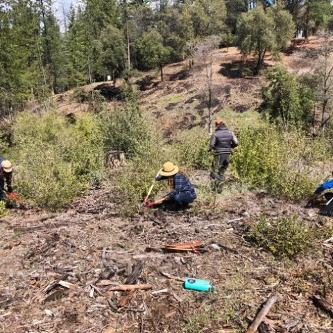 Four Climate Stewards wearing hard hats use tools to thin live oak regrowth as part of the Columbia College fire fuel reduction project. Credit: Sarah-Mae Nelson