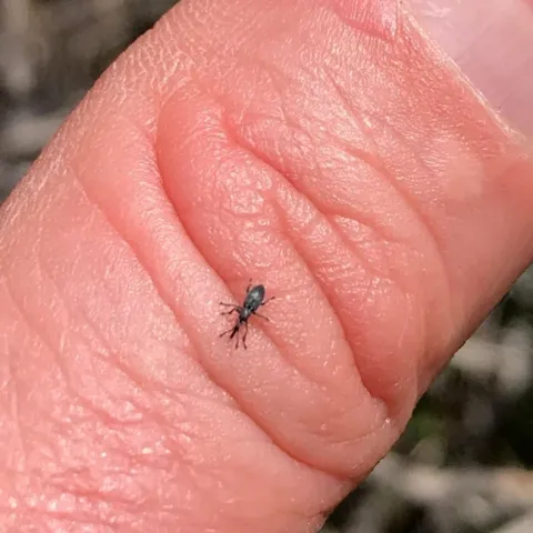 Yellow starthistle rosette weevil. (Photo: Beth Brenneman)