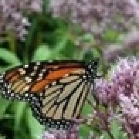 monarch