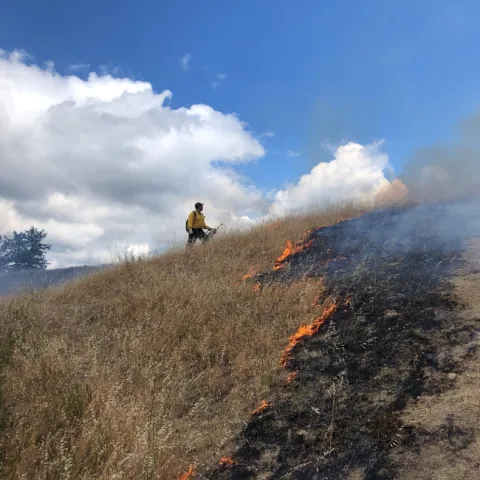 Humboldt County Prescribed Burn Association uses prescribed fire to reduce fuels and wildfire risk and to restore habitat, control invasive species, improve rangelands in June 2019. Photo by Lenya Quinn Davidson