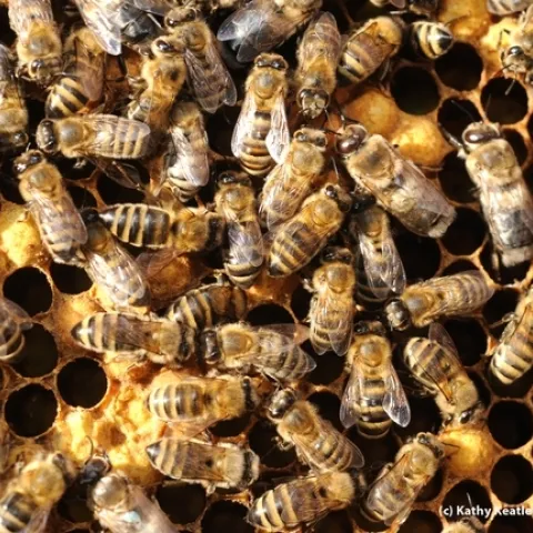 Inside a hive. (Photo by Kathy Keatley Garvey)