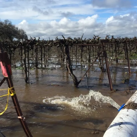 Consumnes River water floods a vineyard in order to recharge groundwater in an experiment conducted by the Dahlke Lab at UC Davis. (Photo: Helen Dahlke)