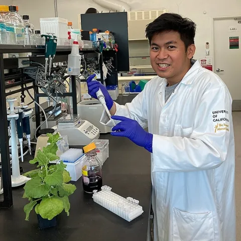 Juan Amado “Ado” Sales working in the nematology lab of Shahid Siddique.