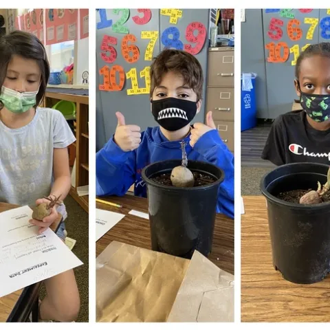 Third grade students at Linwood Elementary learn about cloning by growing potatoes from tubers.