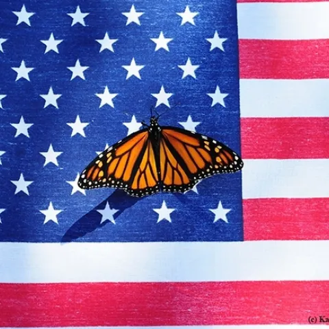 A monarch butterfly, Danaus plexippus, flutters on the American flag. (Photo by Kathy Keatley Garvey)