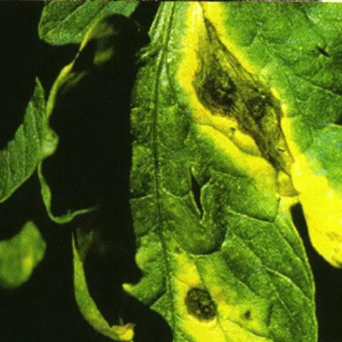 A tomato leaf showing yellowing and lesions caused by early blight disease.