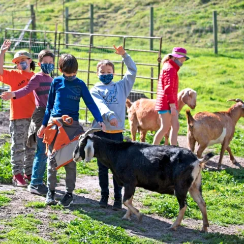 elkus 85550 original