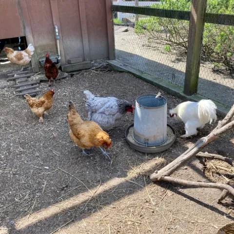 Six hens peck at the dirt outside of a chicken coop.