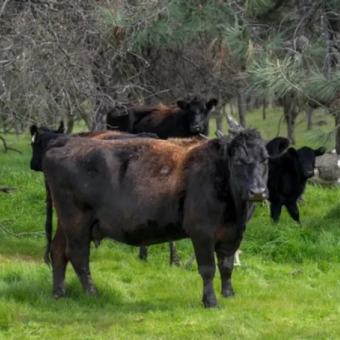 Roaming cattle