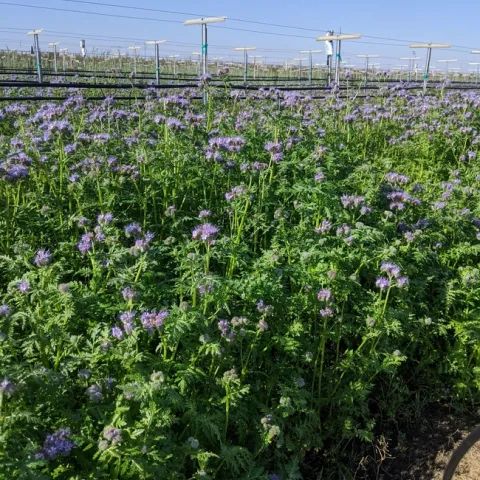 Small purple flowers bloom atop the slender green stems growing between the grape vine rows.