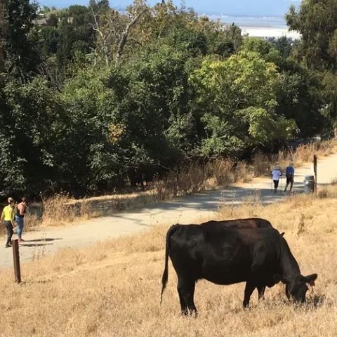 Cattle grazing at Mission Peak Regional Park, Fremont