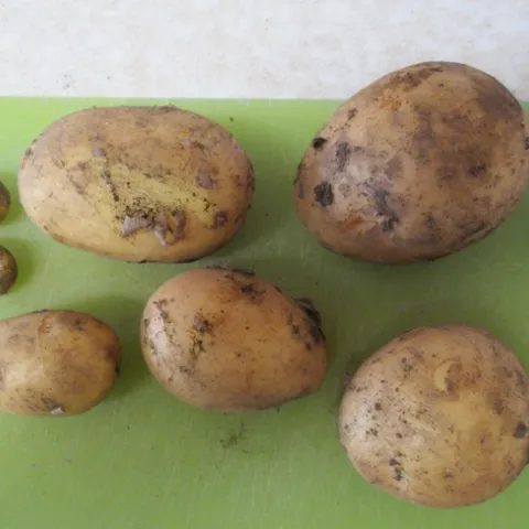 November harvested potatoes.