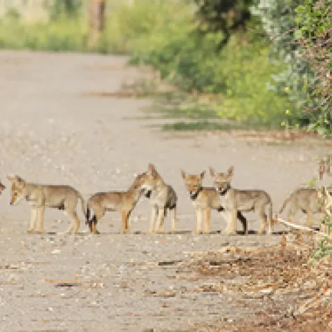 coyotes