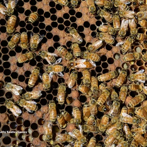 Can you find the queen bee? (Photo by Kathy Keatley Garvey)