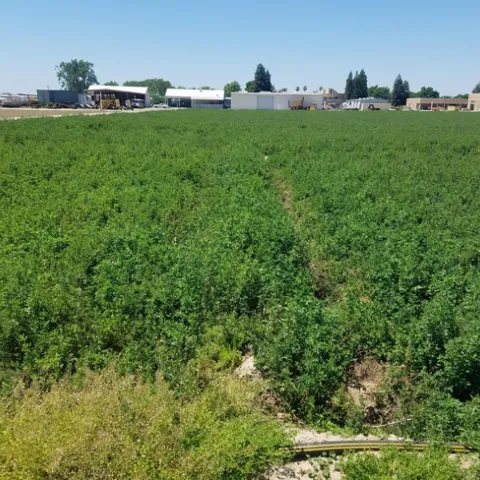 Healthy-looking green alfalfa field.