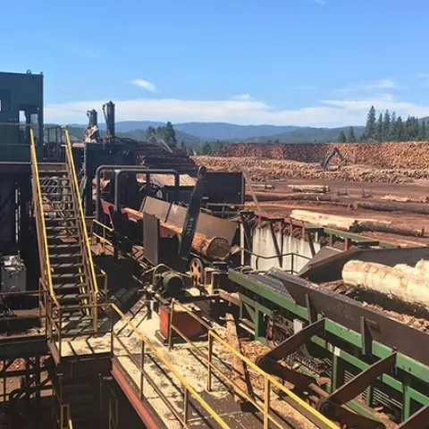 Large logs processed outdoors at a sawmill.