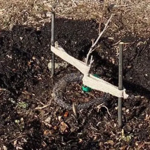 Planting a bare root tree. Photo by Joan Kozlowski